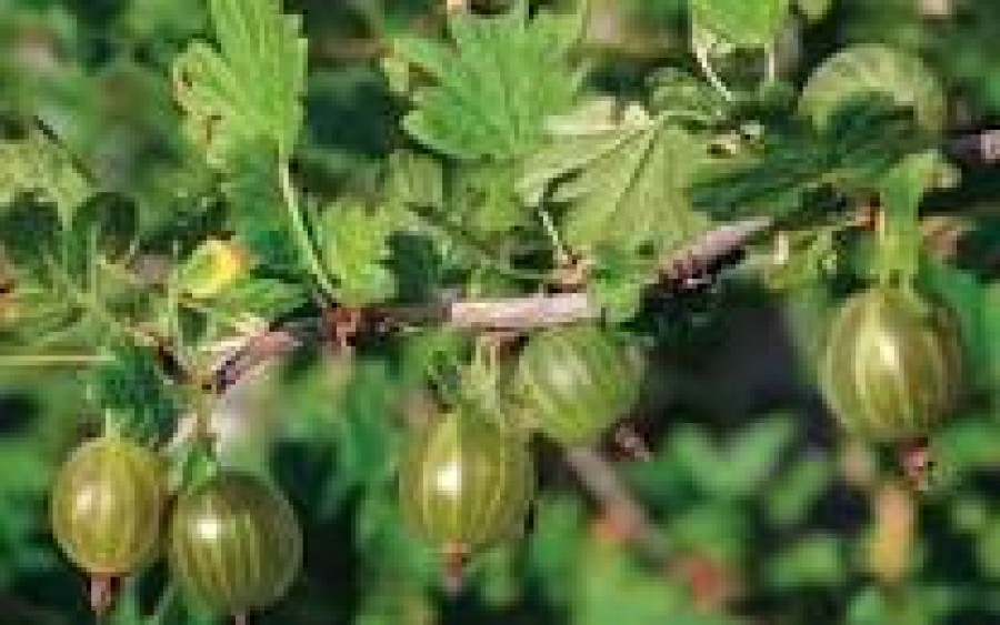 Ribes uva Crispa - Captivator (Imp)